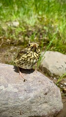 Nahaufnahme eines kleinen Vogels.