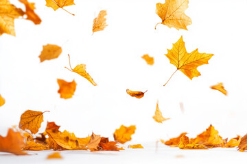 Obraz premium Autumn leaves falling down on white background, cozy atmosphere