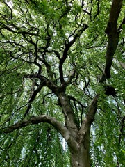 Fototapeta premium Atemberaubender Baum.