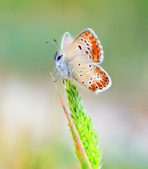 mariposa de colores sobre una flor