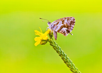 mariposa de colores sobre una flor