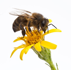 abeja sobre una flor y fondo blanco