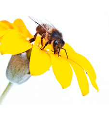 abeja sobre una flor y fondo blanco