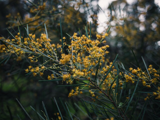 Yellow flowers in the garden
