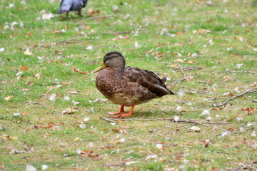AVES ACUÁTICAS