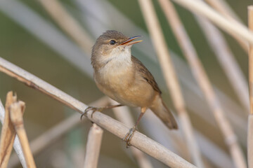 Common reed warbler (Acrocephalus scirpaceus)
