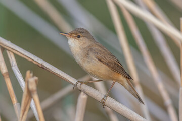 Common reed warbler (Acrocephalus scirpaceus)