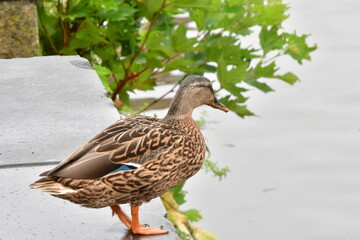 Fototapeta premium AVES ACUÁTICAS