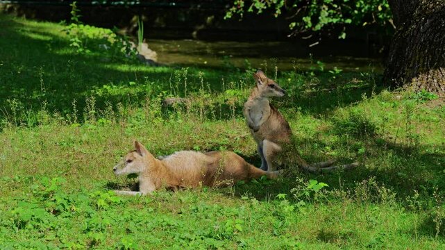 The agile wallaby, Macropus agilis also known as the sandy wallaby is a species of wallaby found in northern Australia and New Guinea.