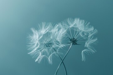 Close-up of two dandelion seeds in soft blue tones, evoking calm and serenity