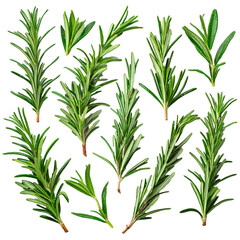 Fototapeta premium Fresh rosemary and green leaves, arranged in a flat lay style for food presentation, isolated on a simple background.
