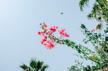 Low angle view of pink bougainvillea flower branch reaching towards the blue sky