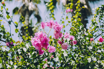 Vivid fucsia bougainvillea flowers close up with palm trees background