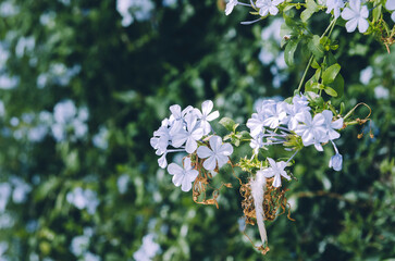 Blue plumbago flowers in bloom and withering with bird feather