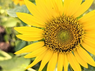 Obraz premium sunflower close up