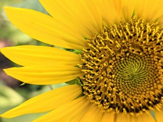 Obraz premium sunflower close up