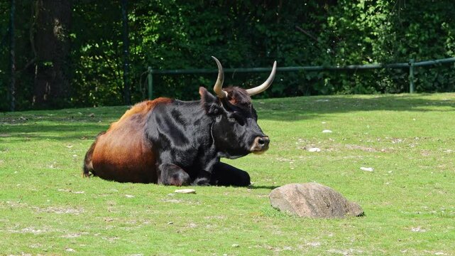 Heck cattle, Bos primigenius taurus, claimed to resemble the extinct aurochs. Domestic highland cattle