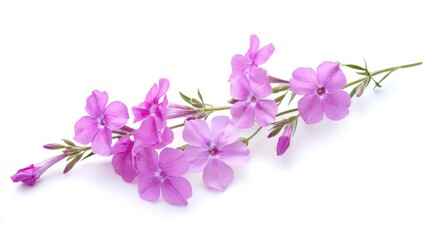 Obraz premium Flower, Phlox, branch, white.