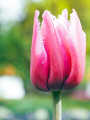 Pink Tulip with Fringed Petals in Sunlight 