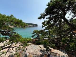 beach with palm trees