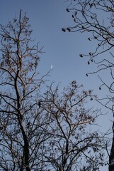 Crescent Moon Peeking Through Winter Branches