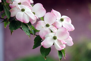 Amerikanischer Blumen-Hartriegel