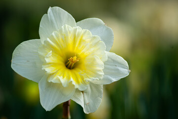 Sun-Kissed Daffodil with Golden Heart 