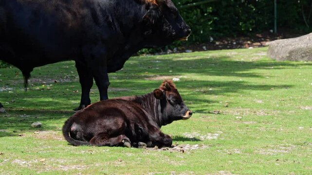 Heck cattle, Bos primigenius taurus, claimed to resemble the extinct aurochs. Domestic highland cattle