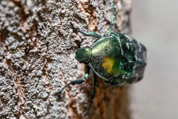 Insect. Bug. Protaetia cuprea.