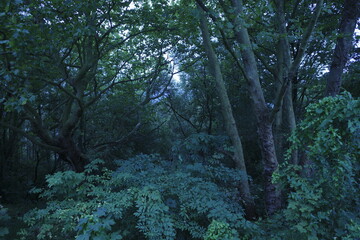 Trees in the forest