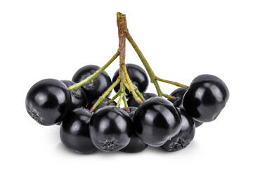 Chokeberry isolated on white background. Black aronia.
