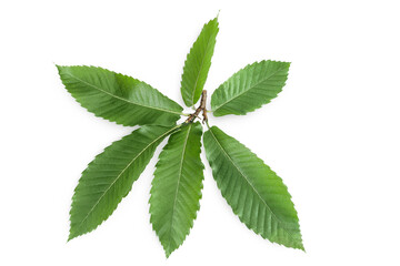Leaves of sweet chestnut tree isolated on white background. Top view. Flat lay