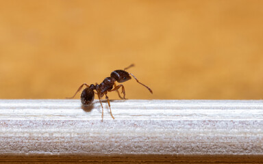 Macro photo of an ant.