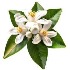 Obraz premium Orange tree flowers bunch closeup isolated on white. Neroli blossom. White citrus tree bloom