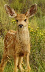 white deer