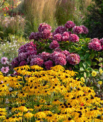 Obraz premium Bee loving yellow Black eyed susan rudbeckia cone flowers in the foreground in a mixed perennials bed, photographed at Aylett garden near St Albans, Hertfordshire UK.