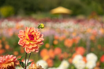 Colourful Dahlia flowers at Aylett Garden near St Albans, Hertfordshire, UK in early September on a hot summer's day.