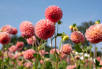 Stunning, colourful dahlia flowers with interesting textures, photographed at Aylett near St Albans, Hertfordshire, UK in early September on a hot summer's day.