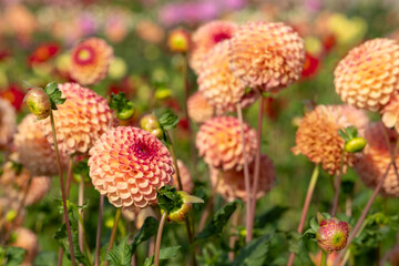 Stunning, apricot colour dahlia pompom flowers by the name Rosemary Dawn, photographed at Aylett near St Albans, Hertfordshire, UK in early September on a hot summer's day.