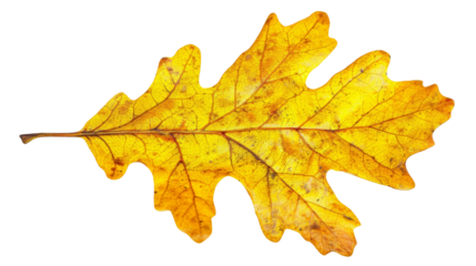 A single yellow leaf isolated on transparent background