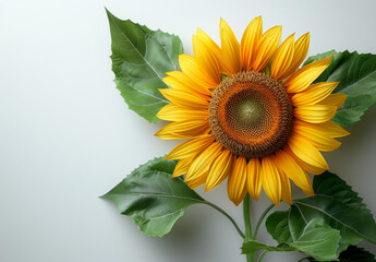 Obraz premium Vibrant sunflower with green leaves on a light background in daylight. A bright sunflower blooms with rich yellow petals and green leaves