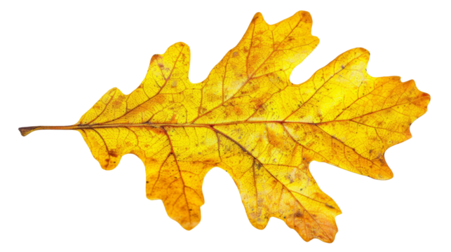 A single yellow leaf isolated on transparent background - Powered by Adobe