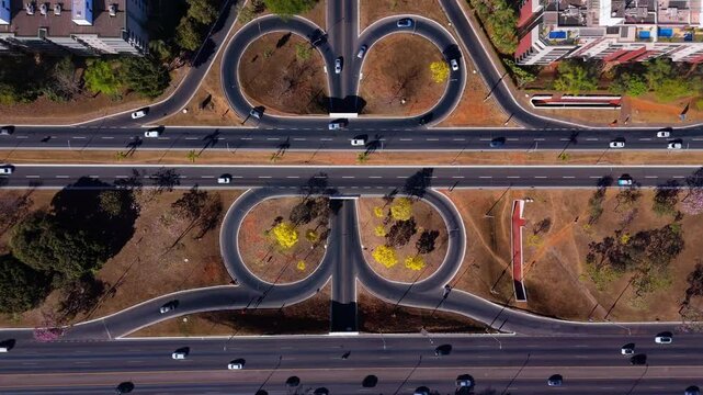 yellow ipe trees in the streets and earwigs of Brasilia - Brazil