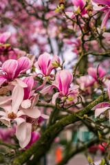 Cherry blooming in Ghent. Sakura