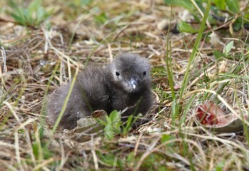 Pomarine Jaeger (Stercorarius pomarinus) chick at nest site