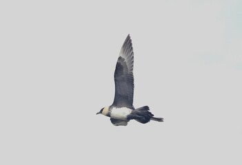 Pomarine Jaeger (Stercorarius pomarinus) in flight