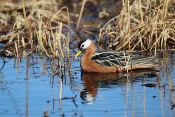 Female Red Phalarope (Phalaropus fulicarius) swimming