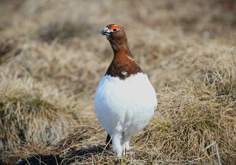 Male Willow Ptarmigan (Lagopus lagopus) in breeding plumage
