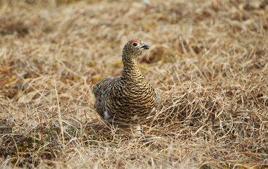 Female Willow Ptarmigan (Lagopus lagopus) in breeding plumage