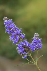 A beautiful flower of chaste tree. Vitex agnus-castus. Purple flowers isolated on nature background. Green background.